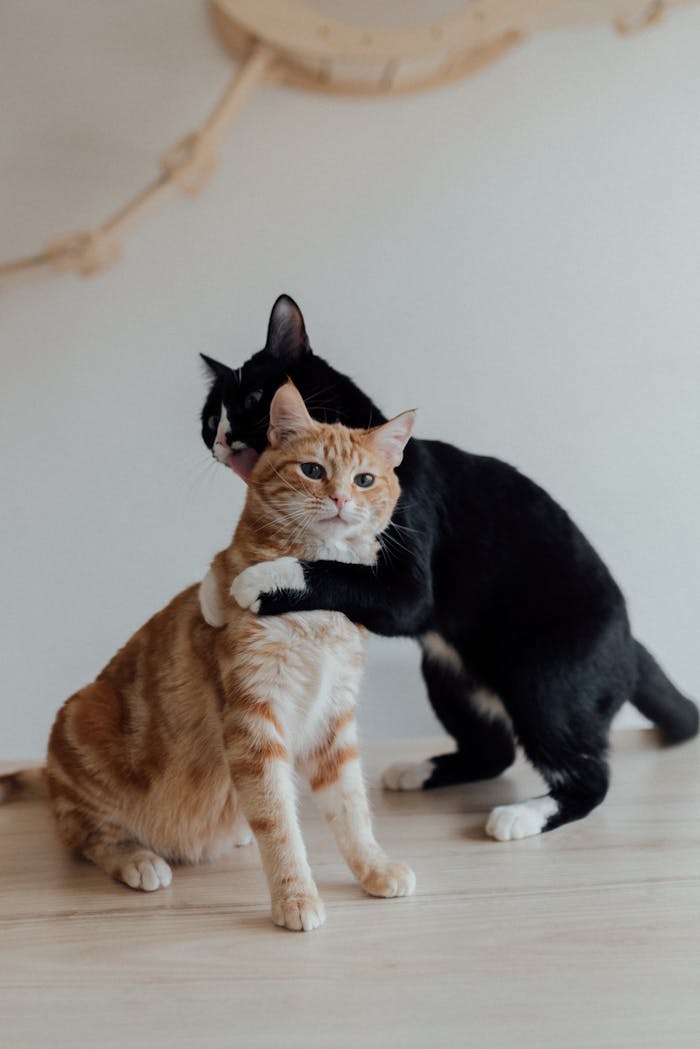 about-img-02 Cute tabby and tuxedo cats showing affection while cuddling indoors.
