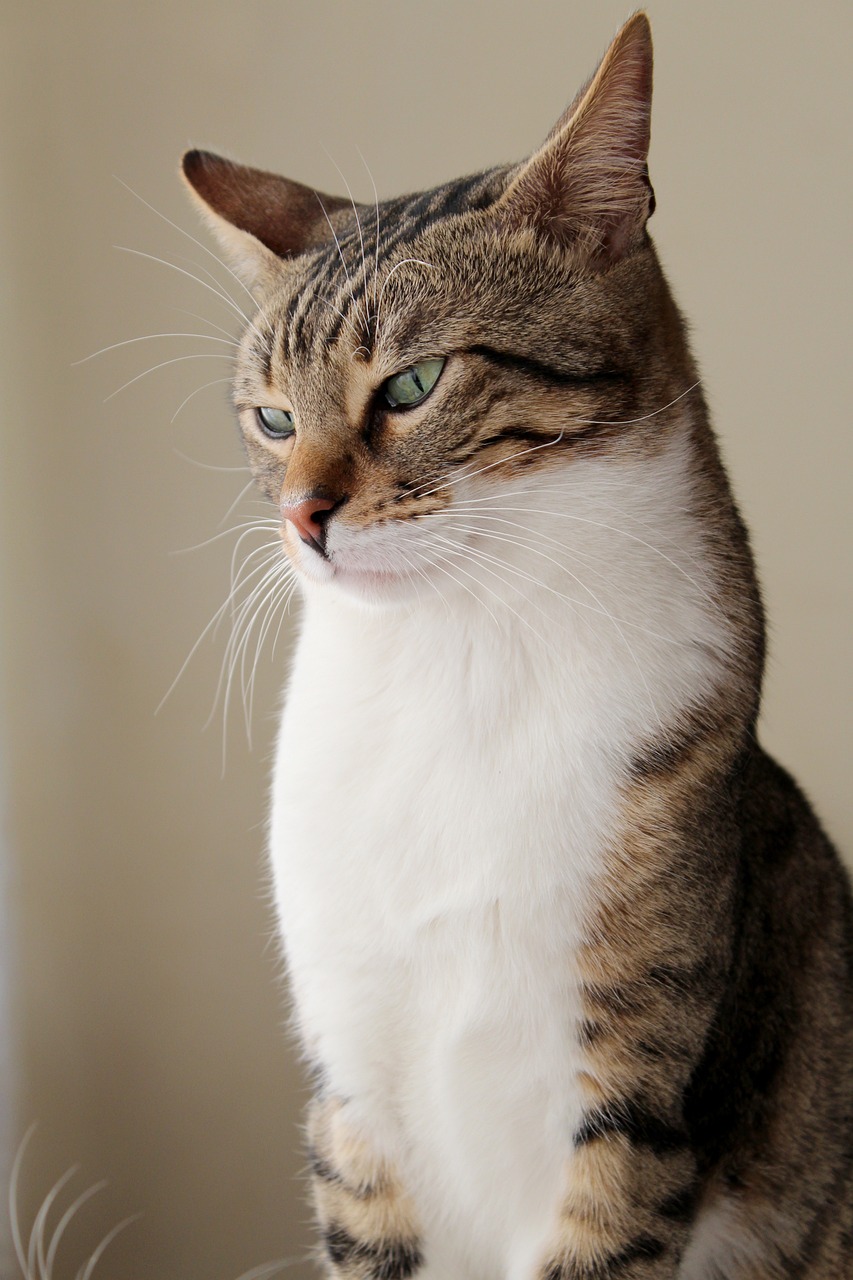 cat, pat, beautiful, portrait, face, nature, pet, animal
